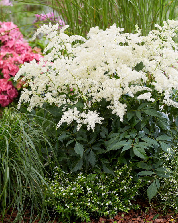 Astilbe 'Fireworks White'