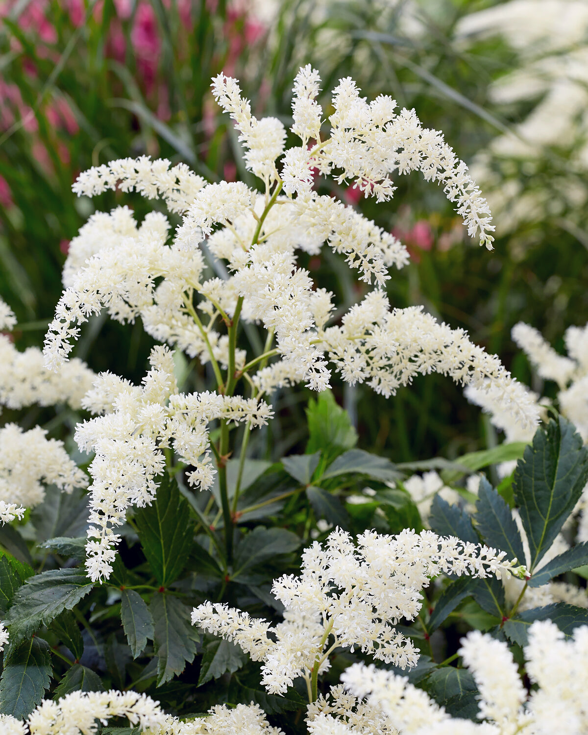 Astilbe Fireworks White Bare Roots Uk