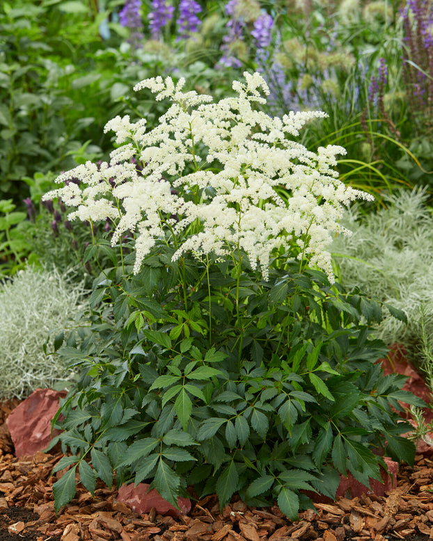 Astilbe 'Fireworks White'