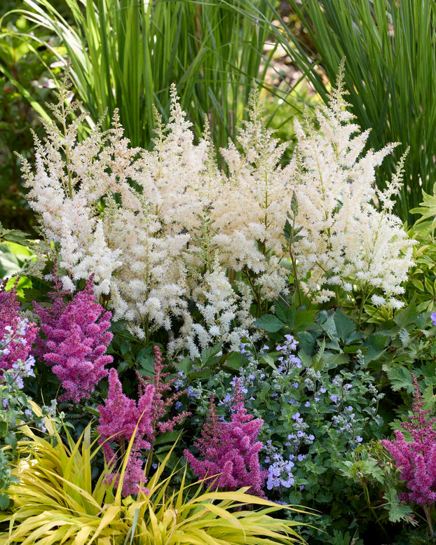 Astilbe 'Vision in White Delight'