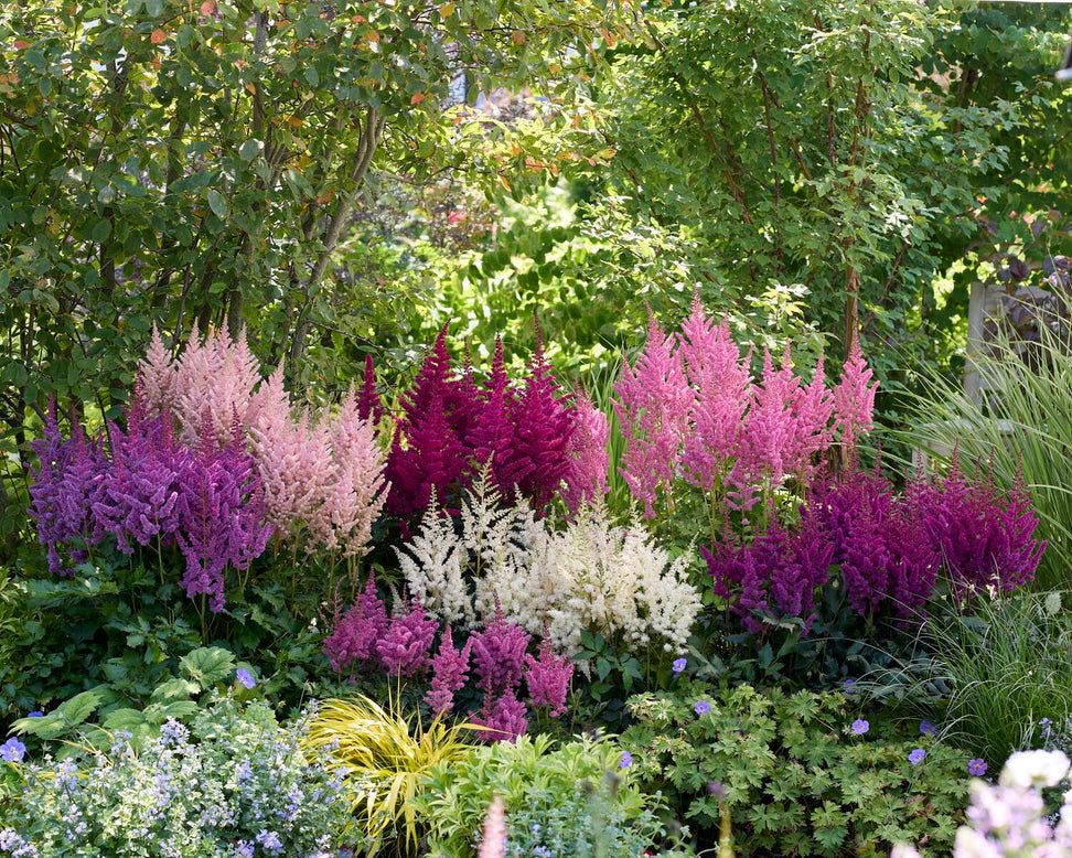 Astilbe 'Vision in White Delight'