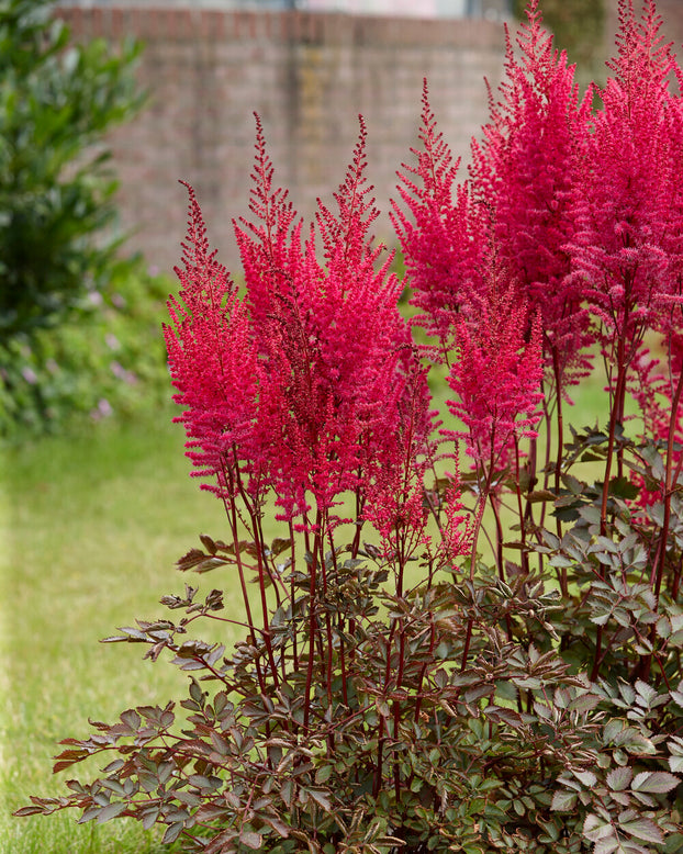 Astilbe 'Mighty Chocolate Cherry'