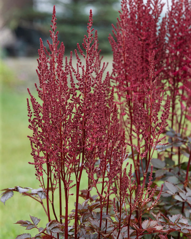 Astilbe 'Mighty Chocolate Cherry'