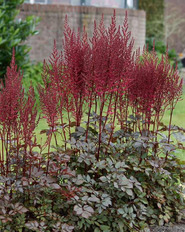 Astilbe 'Mighty Chocolate Cherry'