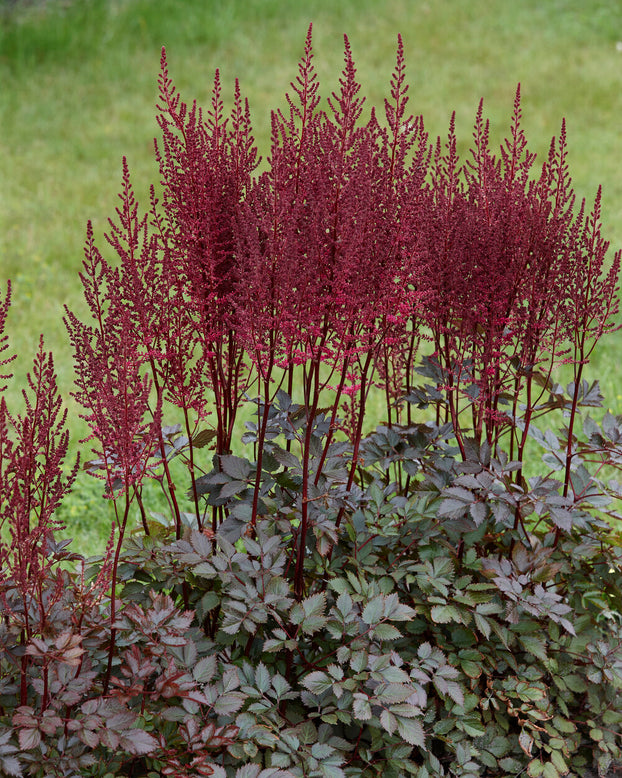 Astilbe 'Mighty Chocolate Cherry'