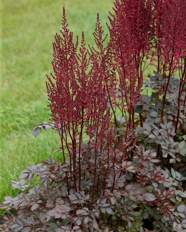 Astilbe 'Mighty Chocolate Cherry'