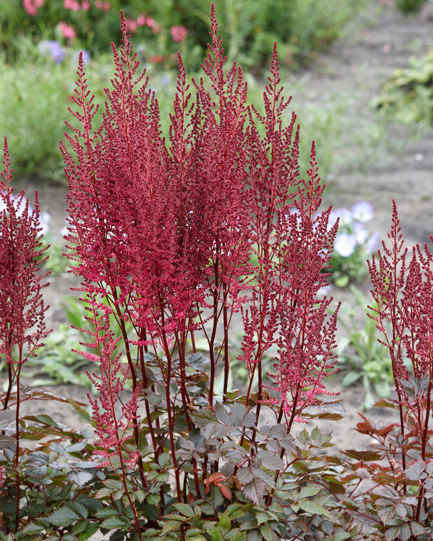 Astilbe 'Mighty Chocolate Cherry'