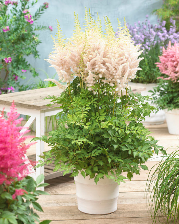 Astilbe 'Milk and Honey'
