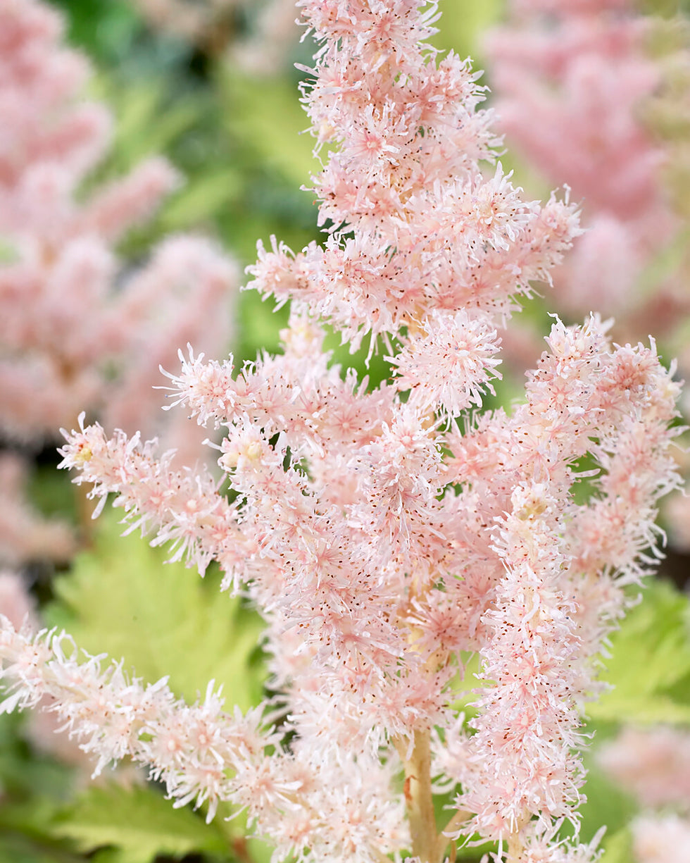 Astilbe Milk And Honey Bare Roots Uk