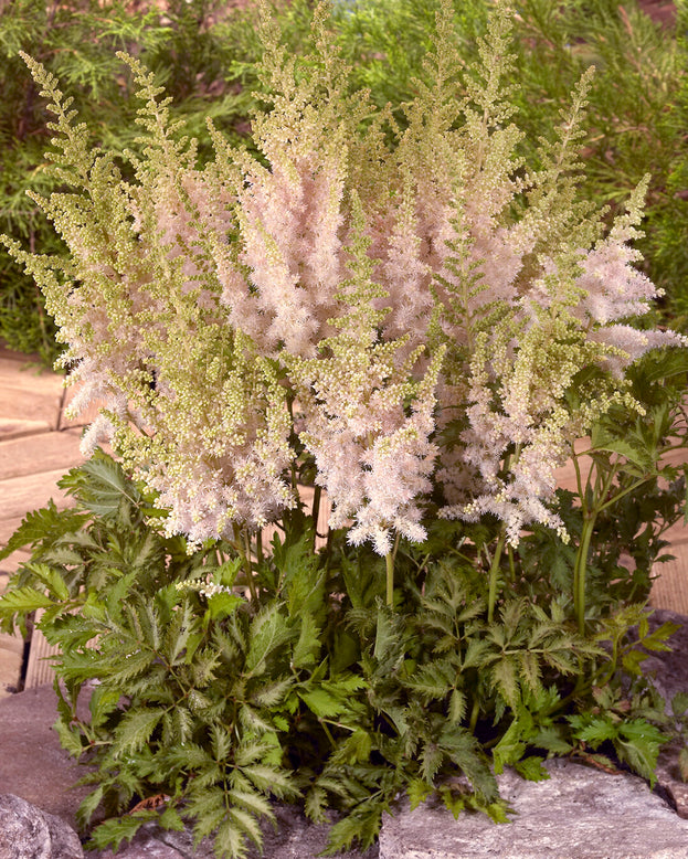 Astilbe 'Milk and Honey'