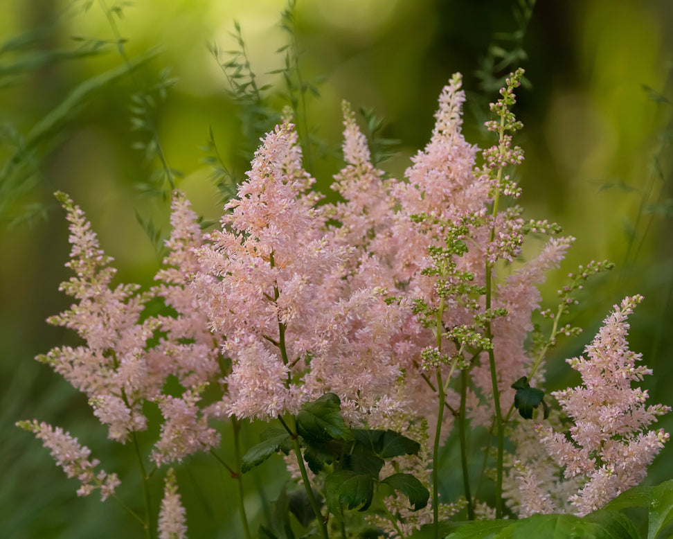 Astilbe 'Milk and Honey'