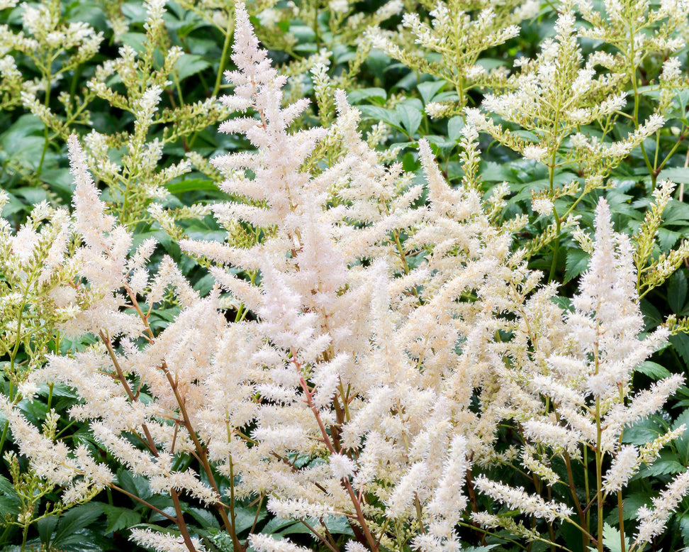 Astilbe 'Milk and Honey'