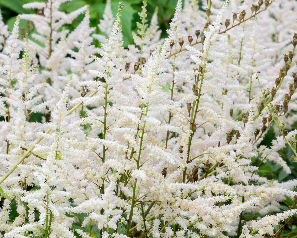 Astilbe 'Milk and Honey'