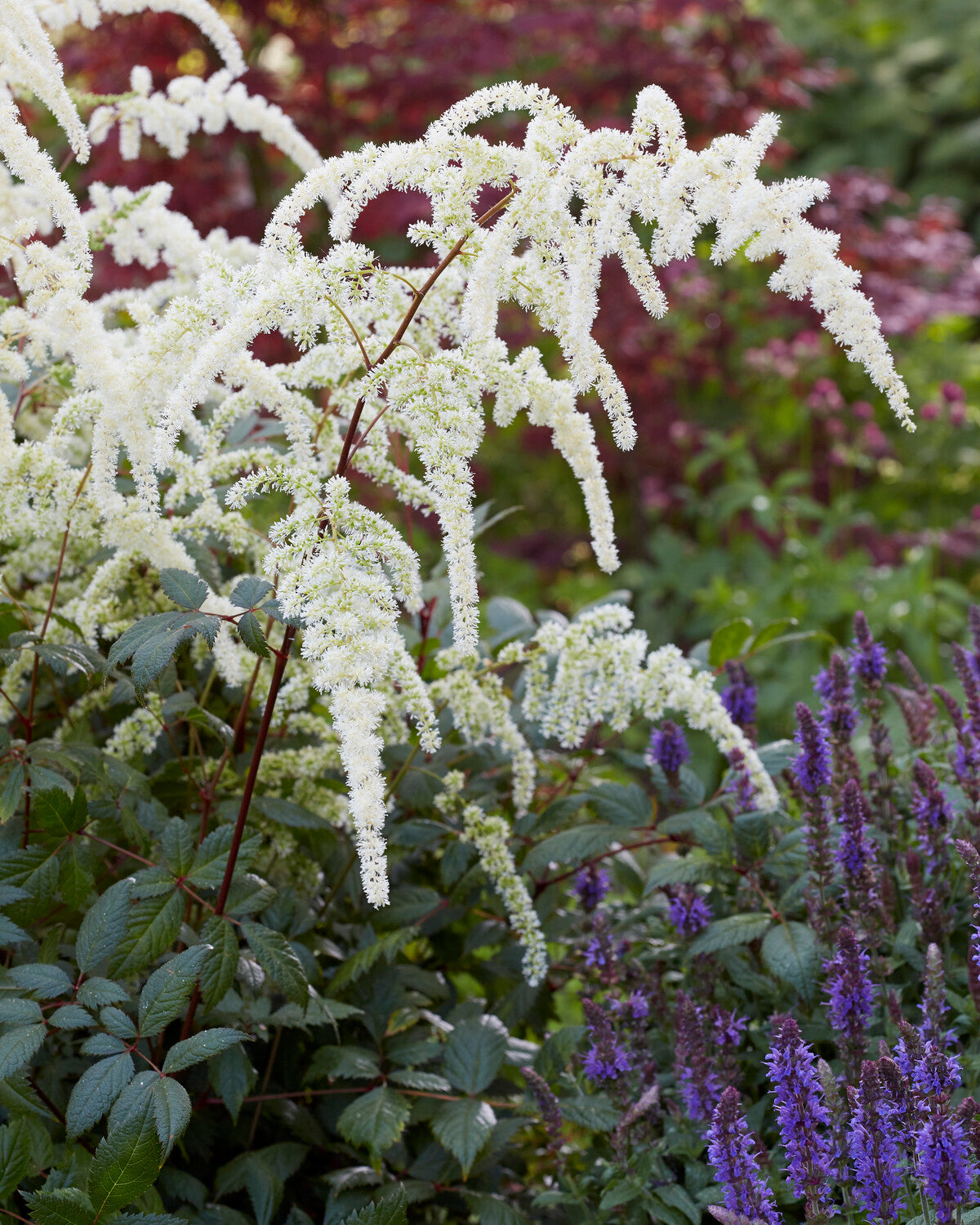 Astilbe Moccachino Bare Roots Uk