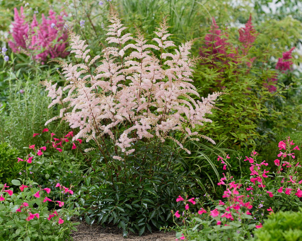 Astilbe 'Pretty in Pink'