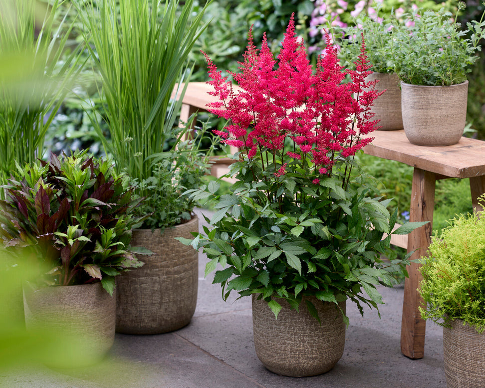 Astilbe 'Red Drumset'