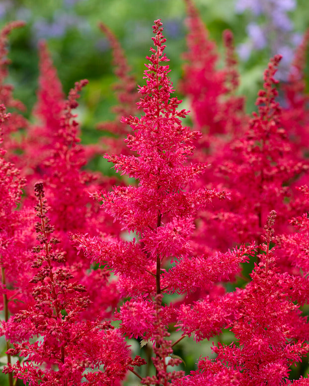 Astilbe 'Red Drumset'