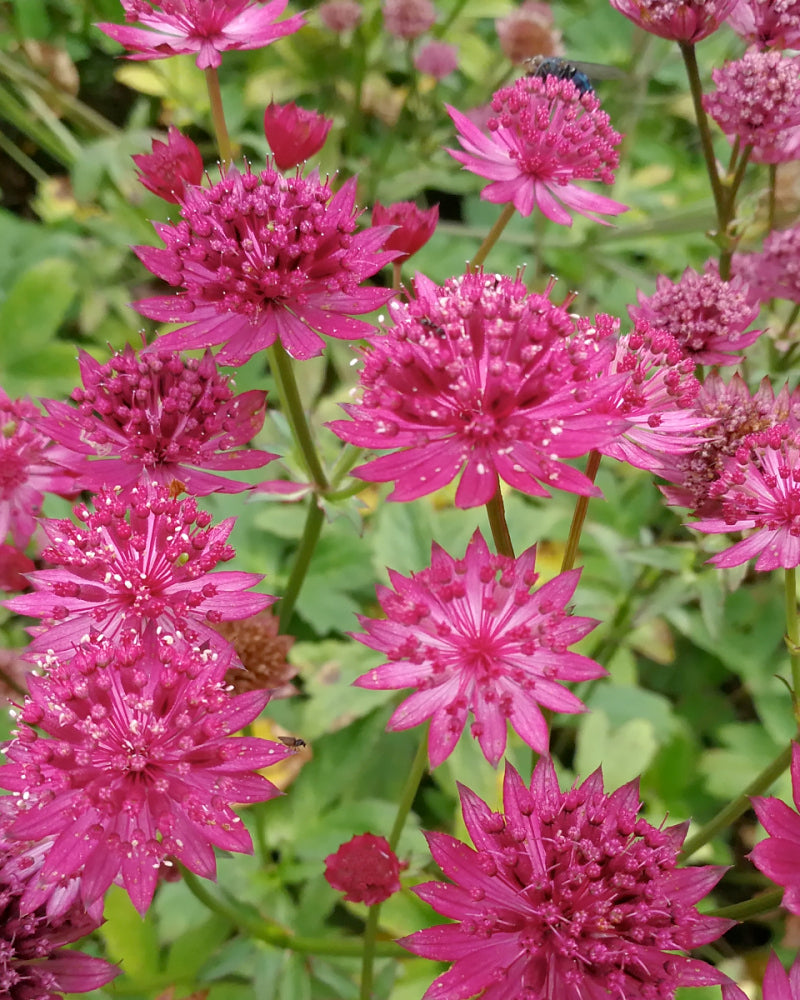 Astrantia Capri Bare Roots Uk