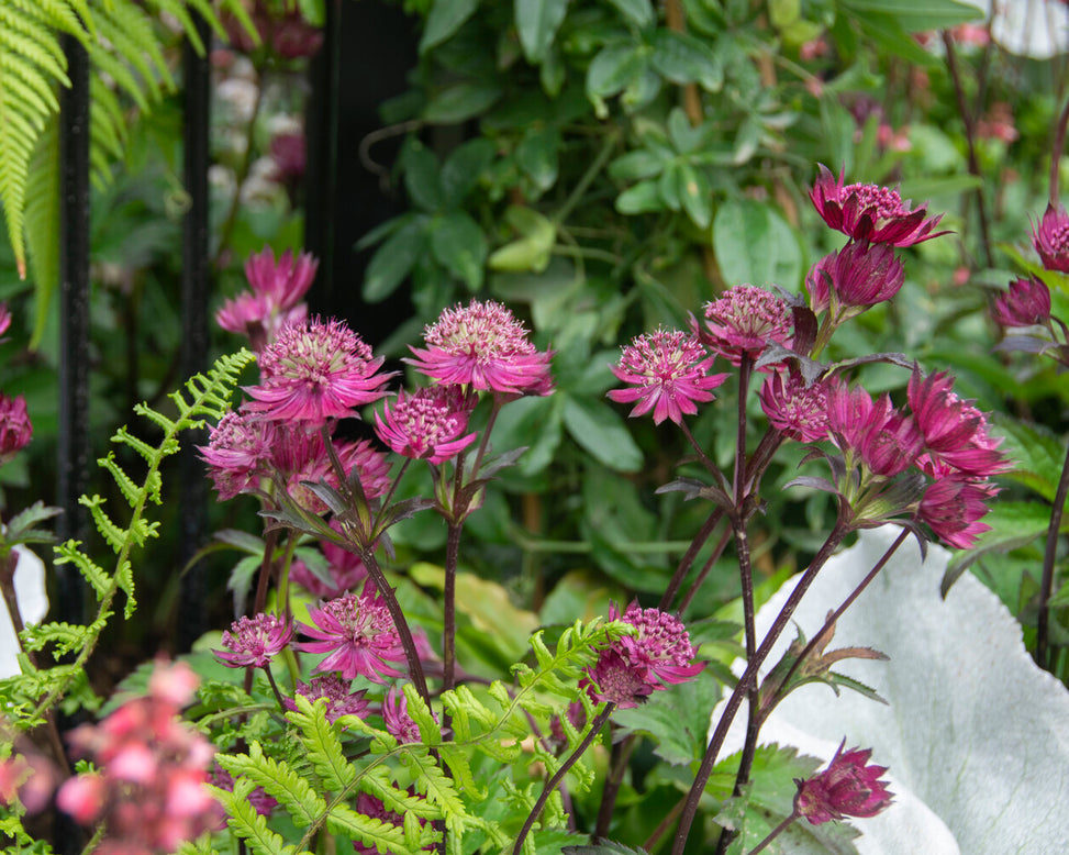 Astrantia 'Sparkling Stars Red'