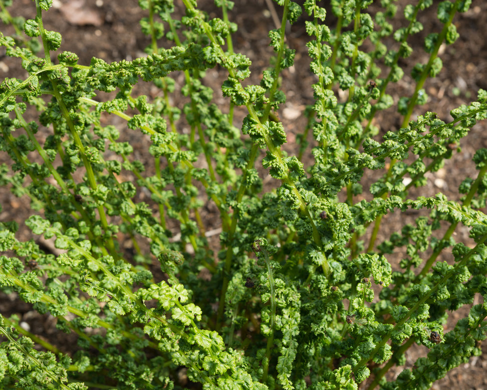 Athyrium 'Frizelliae'