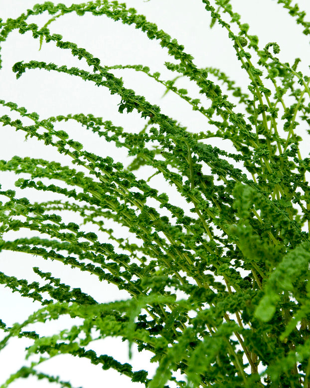 Athyrium 'Frizelliae'