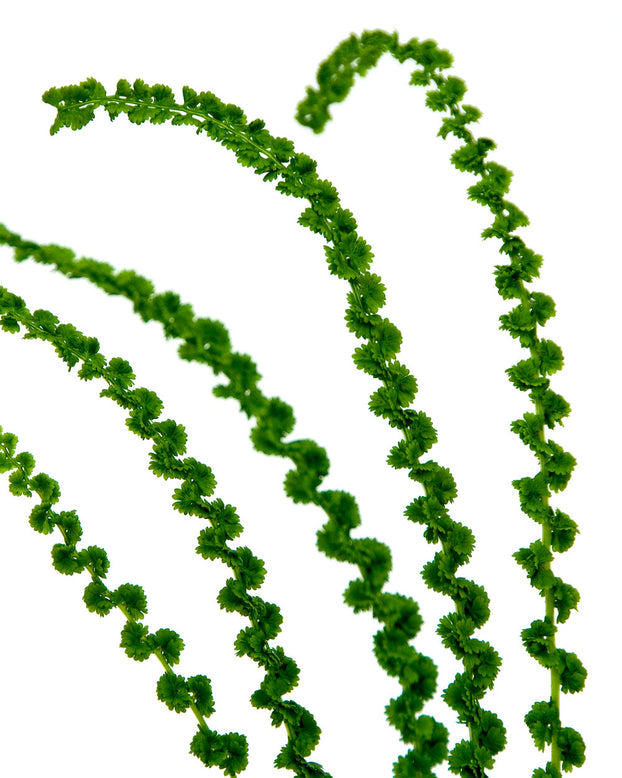 Athyrium 'Frizelliae'