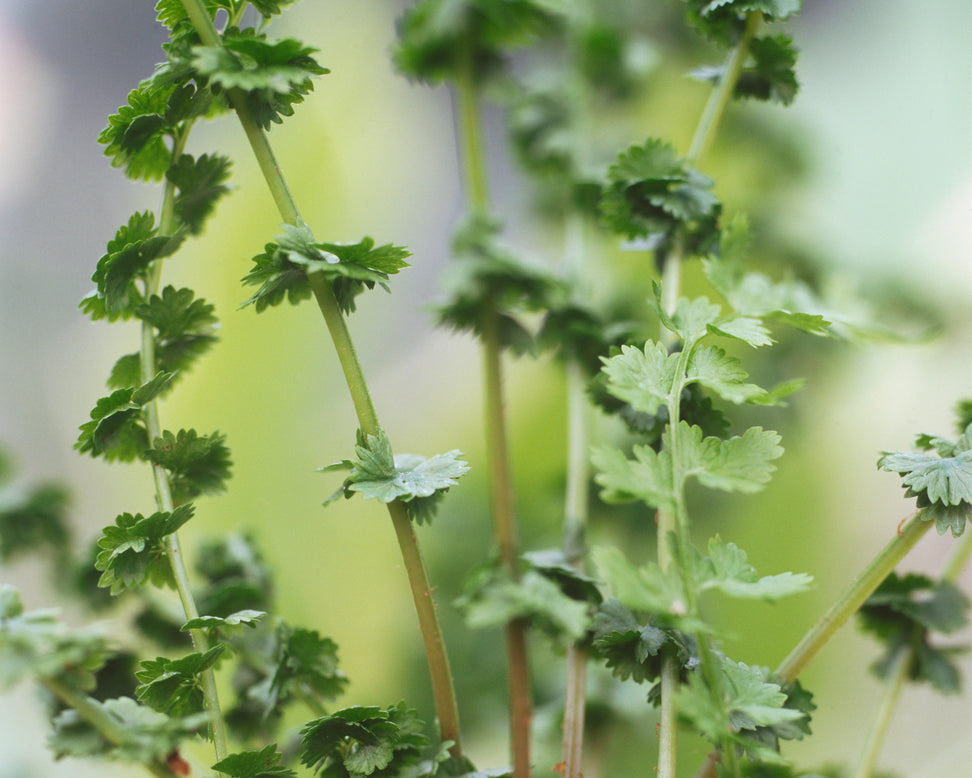 Athyrium 'Frizelliae'
