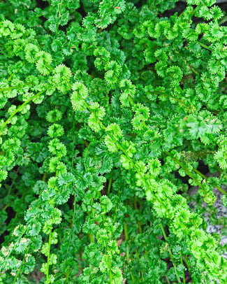 Athyrium 'Frizelliae' Tatted fern