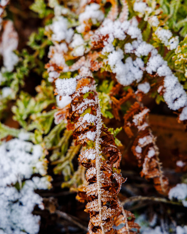 Athyrium 'Frizelliae'