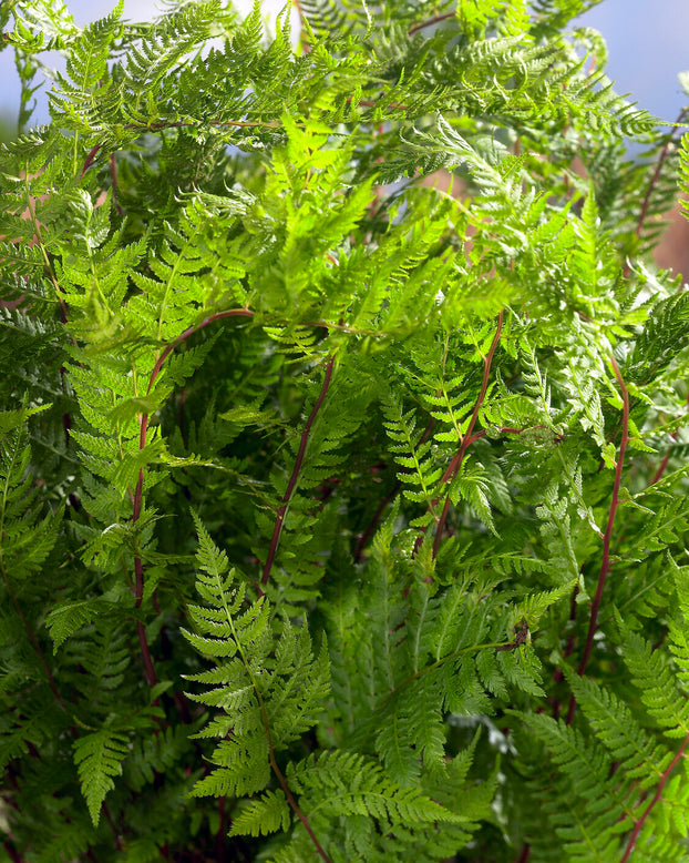 Athyrium 'Lady in Red'