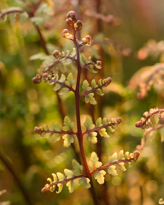 Athyrium 'Lady in Red'