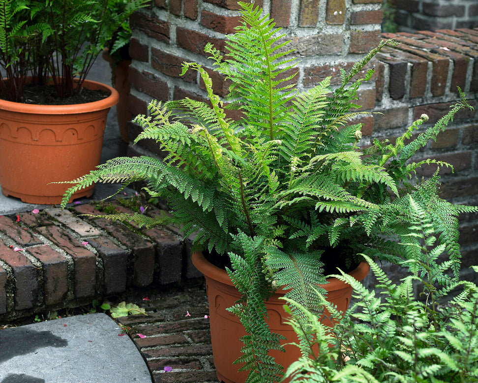Athyrium 'Lady in Red'