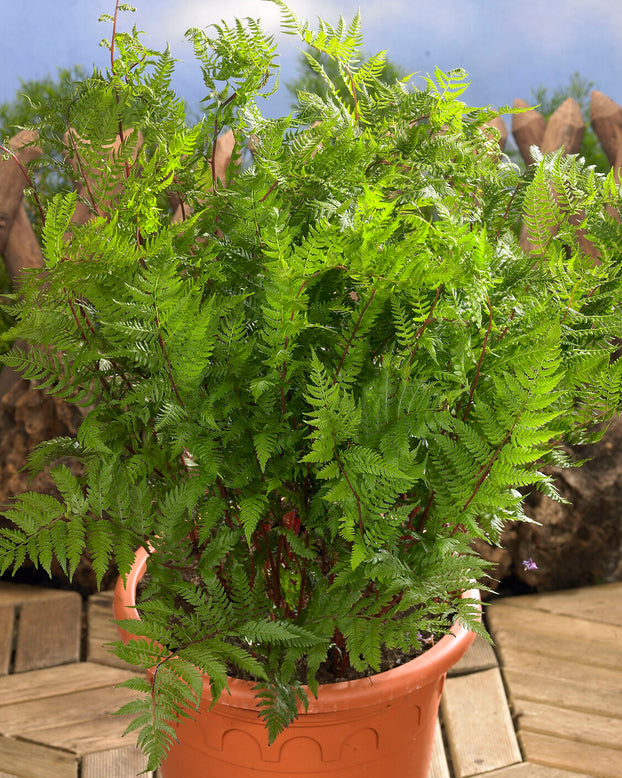 Athyrium 'Lady in Red'