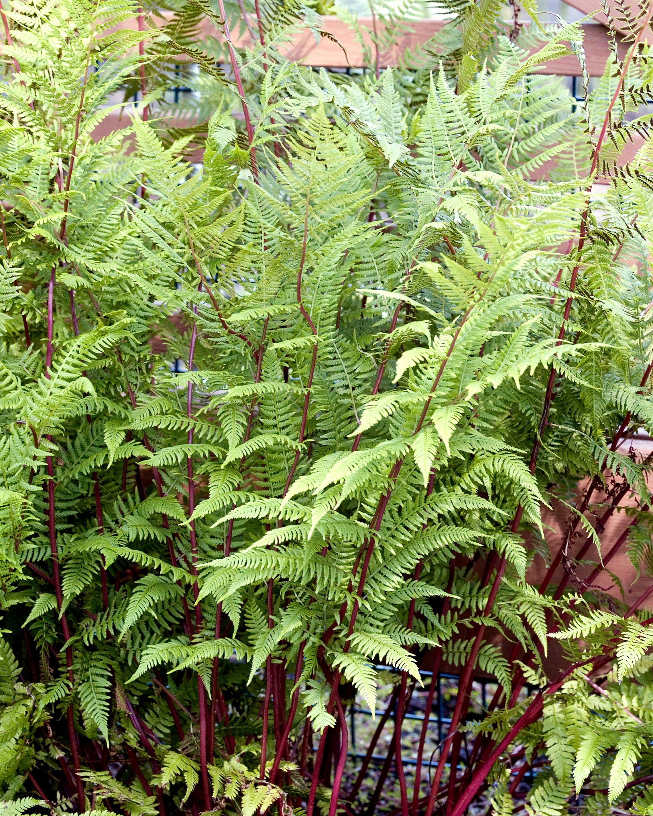 anthurium filix femina Athyrium filix-femina 'Lady in Red' bare roots
