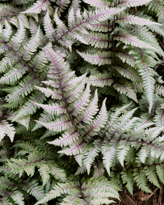 Athyrium 'Metallicum' Athyrium 'Metallicum'