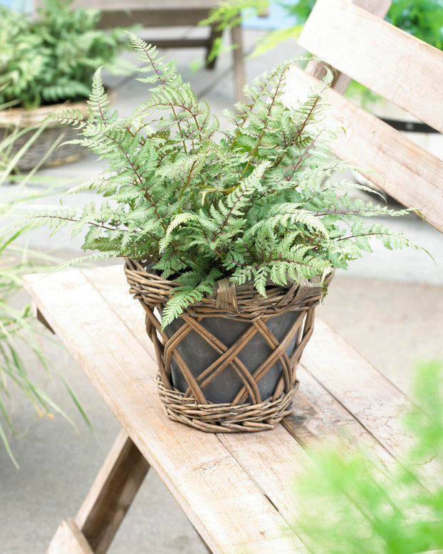 Athyrium 'Metallicum'