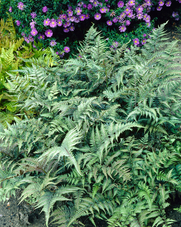 Athyrium 'Metallicum'