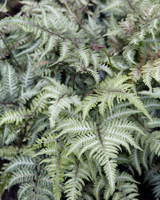 Athyrium 'Silver Falls' Athyrium 'Silver Falls'