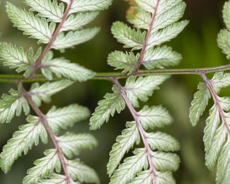 Athyrium 'Silver Falls' Athyrium 'Silver Falls'
