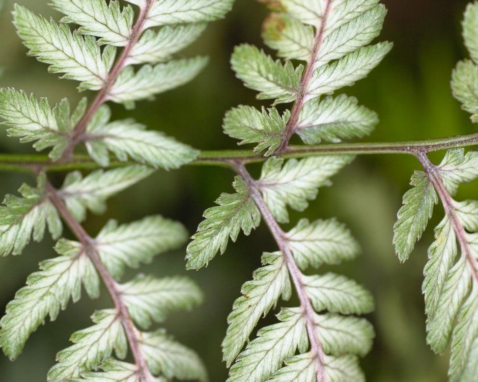 Athyrium 'Silver Falls'