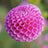 Pompon & ball dahlias