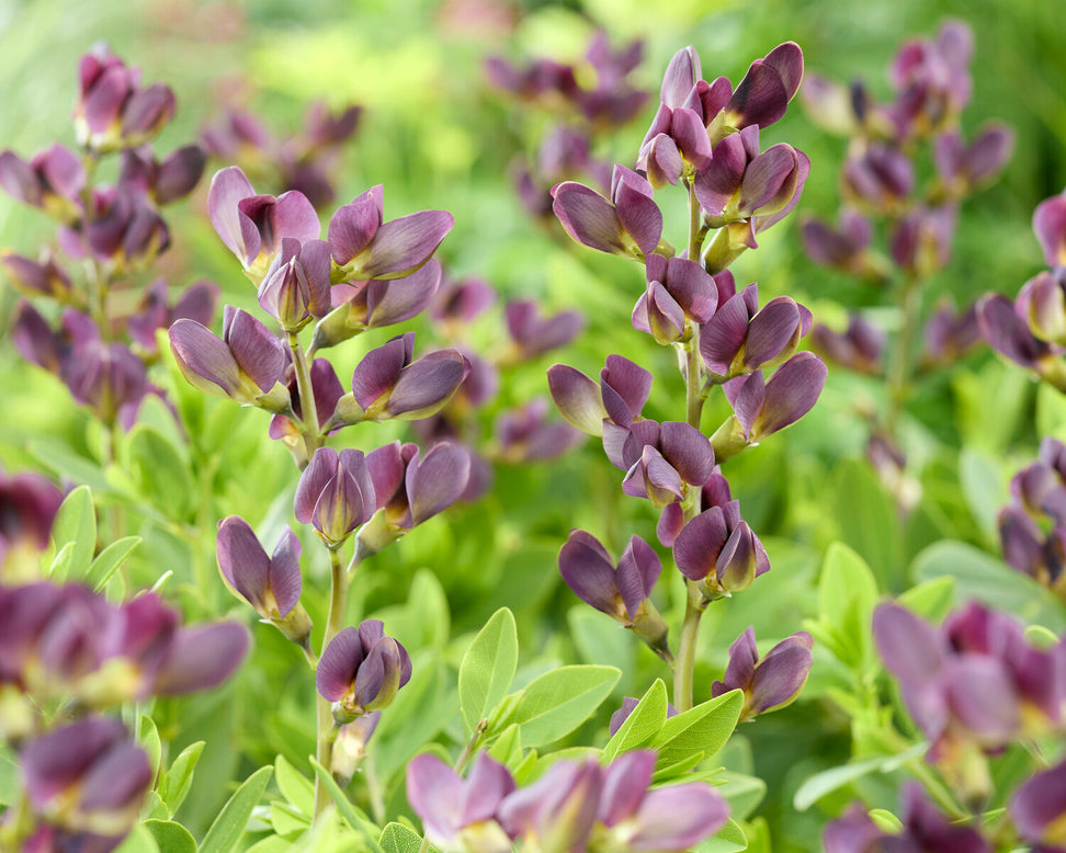 Baptisia 'Dusty Purple'