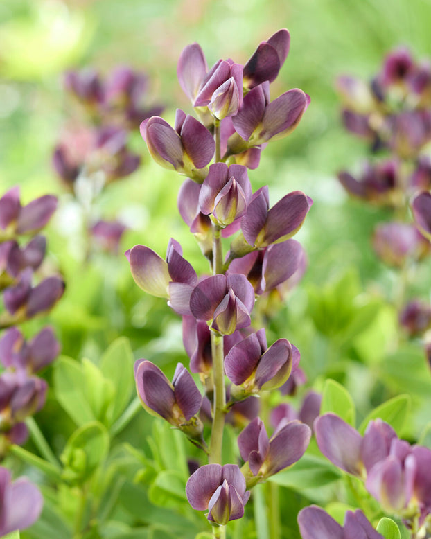 Baptisia 'Dusty Purple'