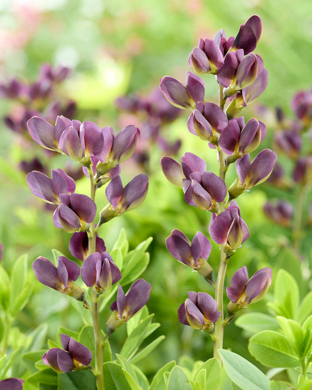 Baptisia 'Dusty Purple'