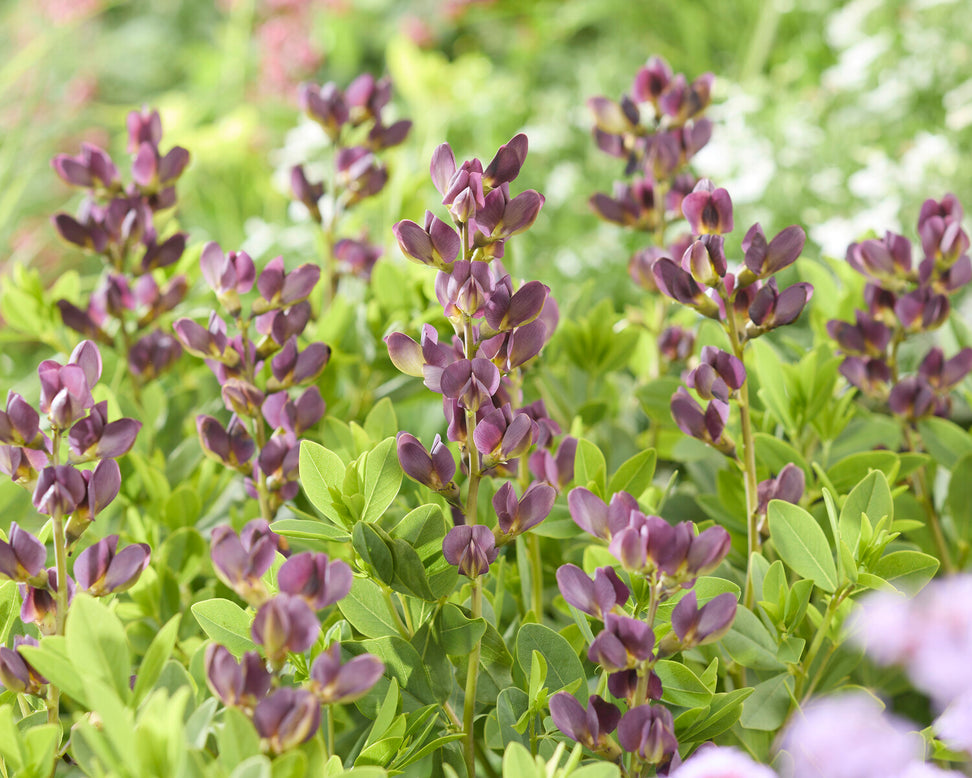 Baptisia 'Dusty Purple'