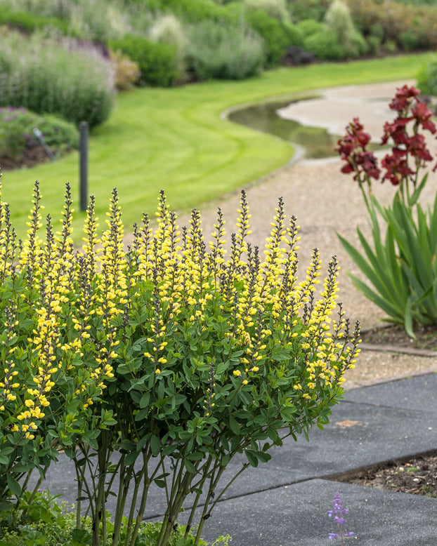 Baptisia 'Lemon Meringue'