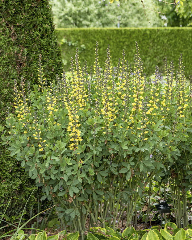 Baptisia 'Lemon Meringue'