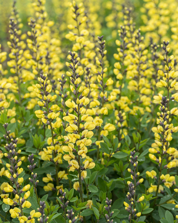 Baptisia 'Lemon Meringue'
