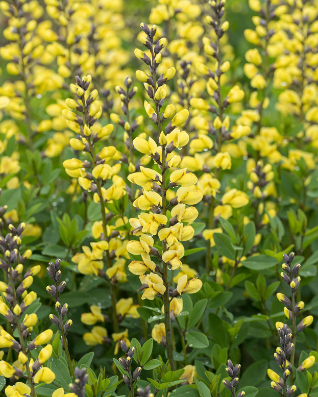 Baptisia 'Lemon Meringue'
