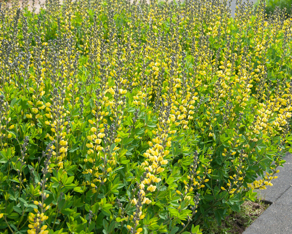 Baptisia 'Lemon Meringue'